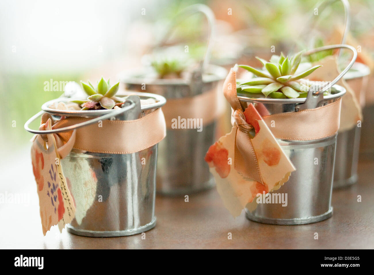 green gifts, succulent plants, wedding favors Stock Photo