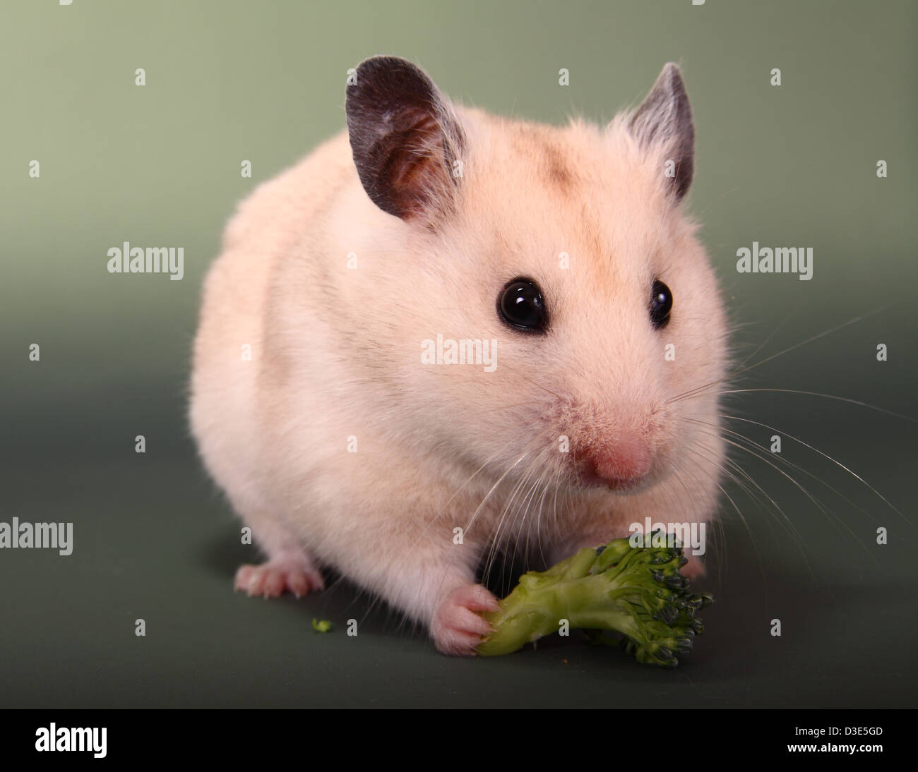 Syrian hamster with broccoli Stock Photo Alamy