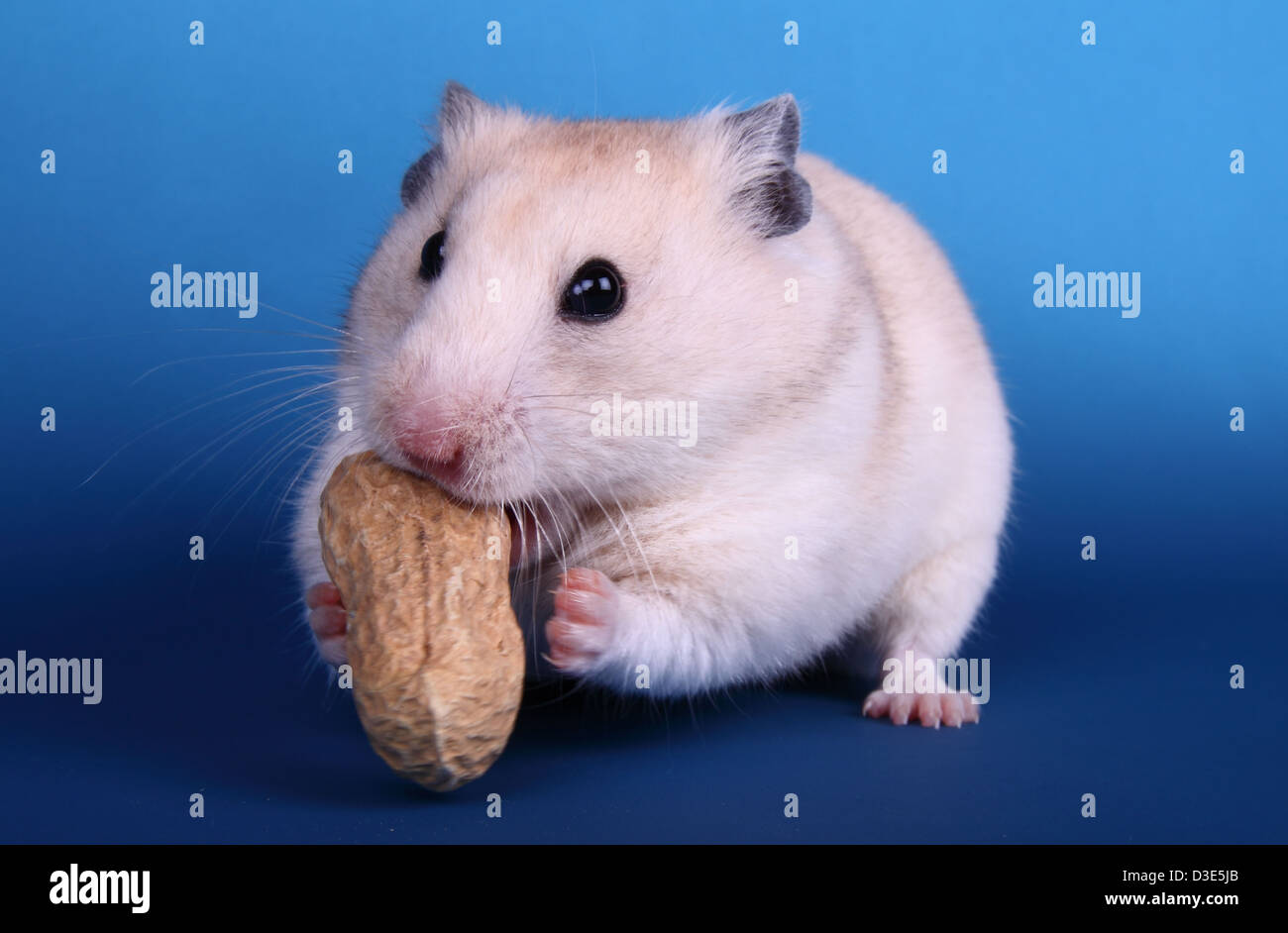 hamster eating peanut