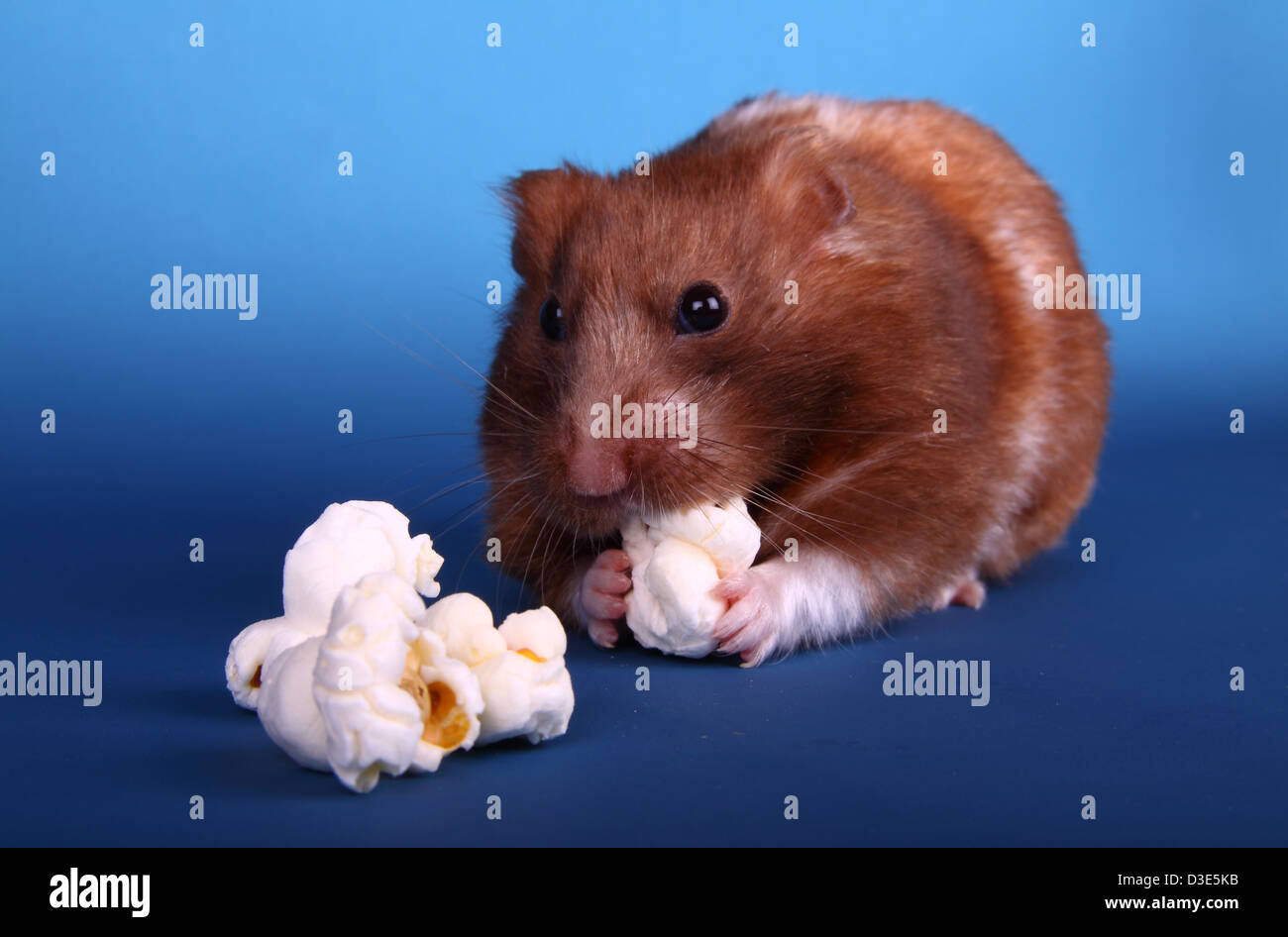 hamsters popcorn