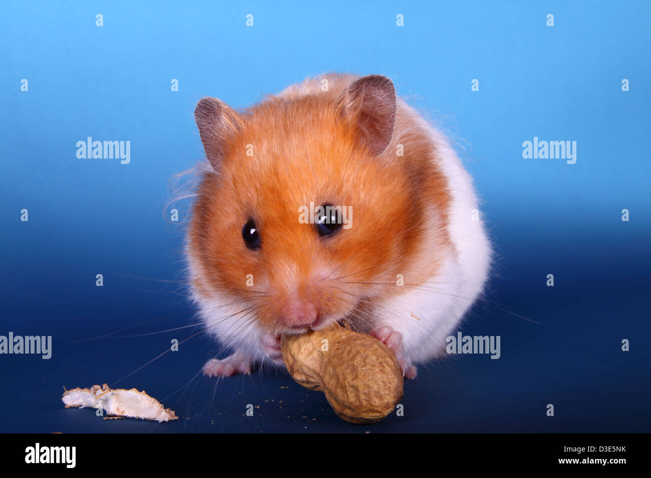 Syrian Hamster eating Peanut Stock Photo Alamy