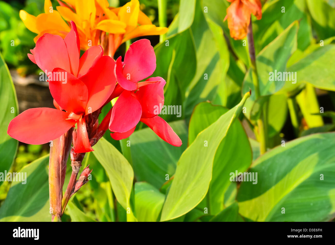 Brightly canna lily flowers Stock Photo Alamy