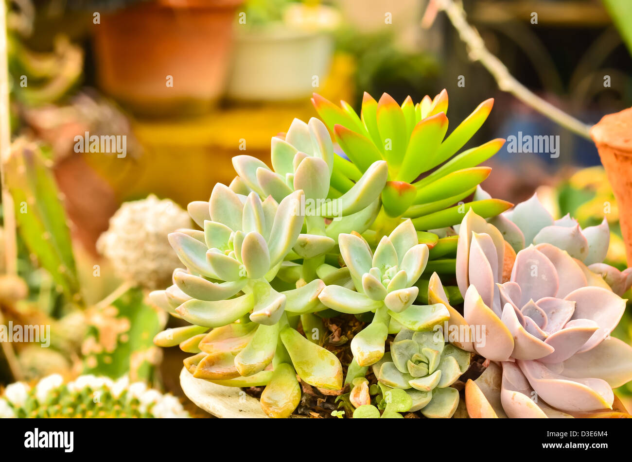 The Stone Roses Stock Photo - Alamy