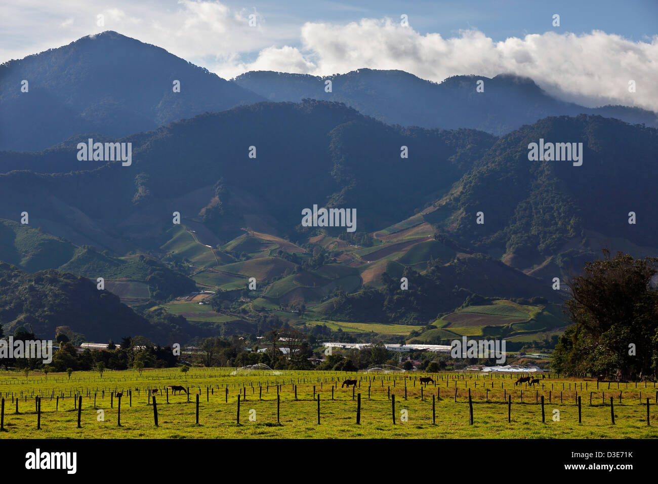 Farm a grazing land, Cerro Punta, Panama Stock Photo Alamy