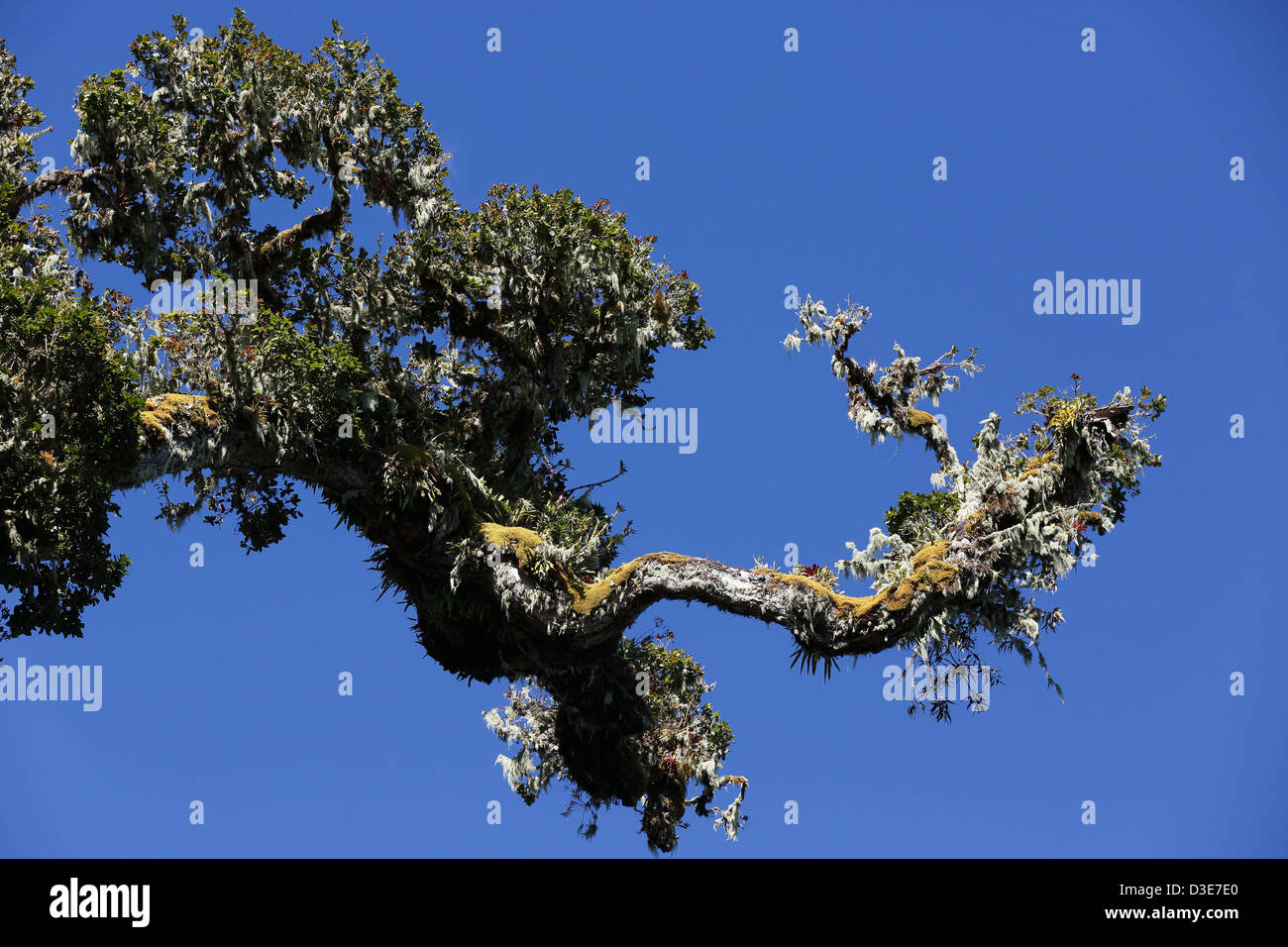 interesting rain forest tree branch, Parque Nacional Volcan Baru, Panama Stock Photo