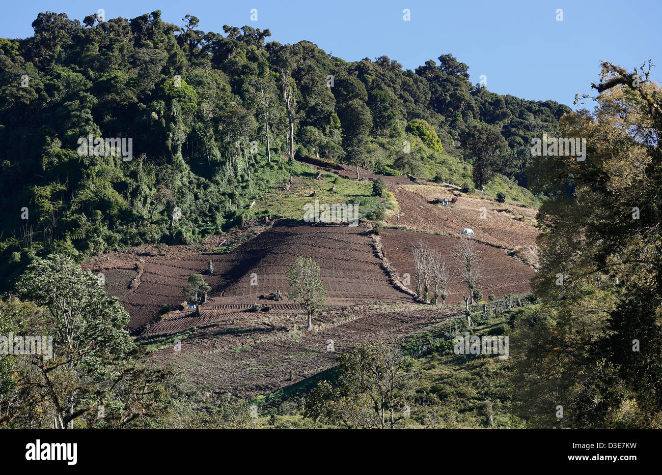 Cleared farmland on a once forested ridge in the highlands around ...
