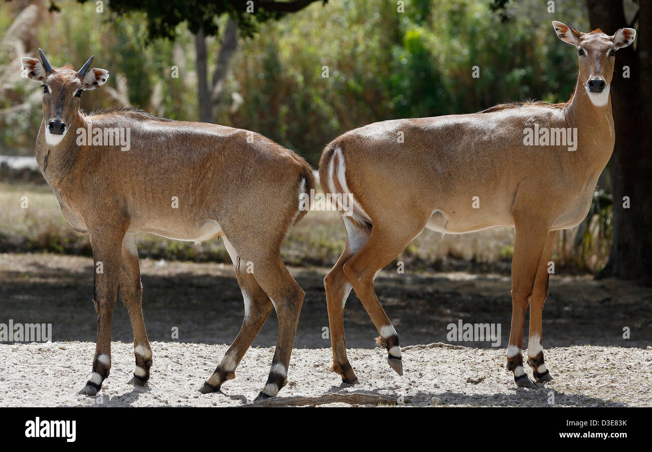 Nilgai antelopes, Miami zoo Stock Photo