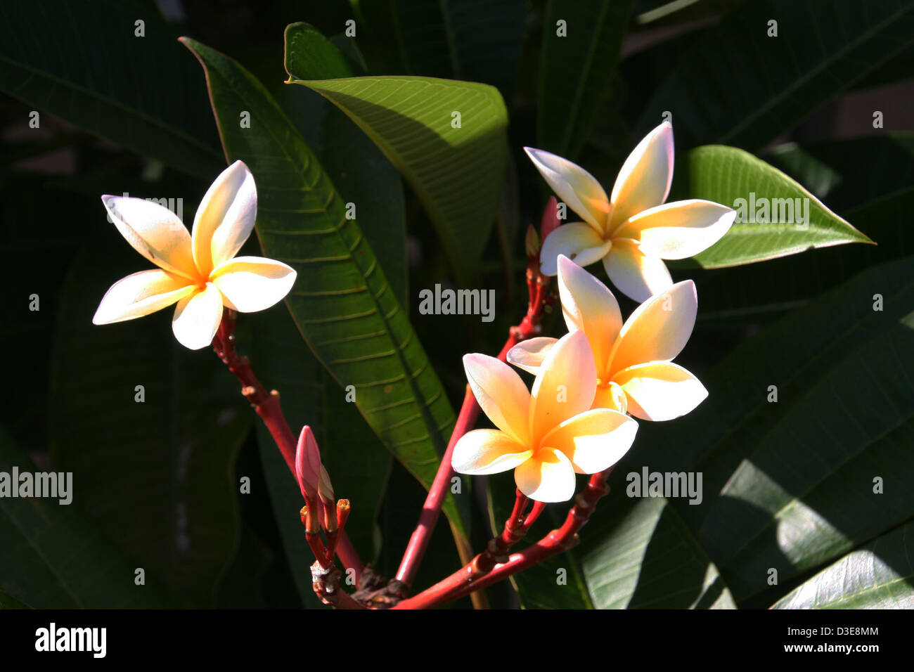 White & Yellow Plumeria Stock Photo - Alamy
