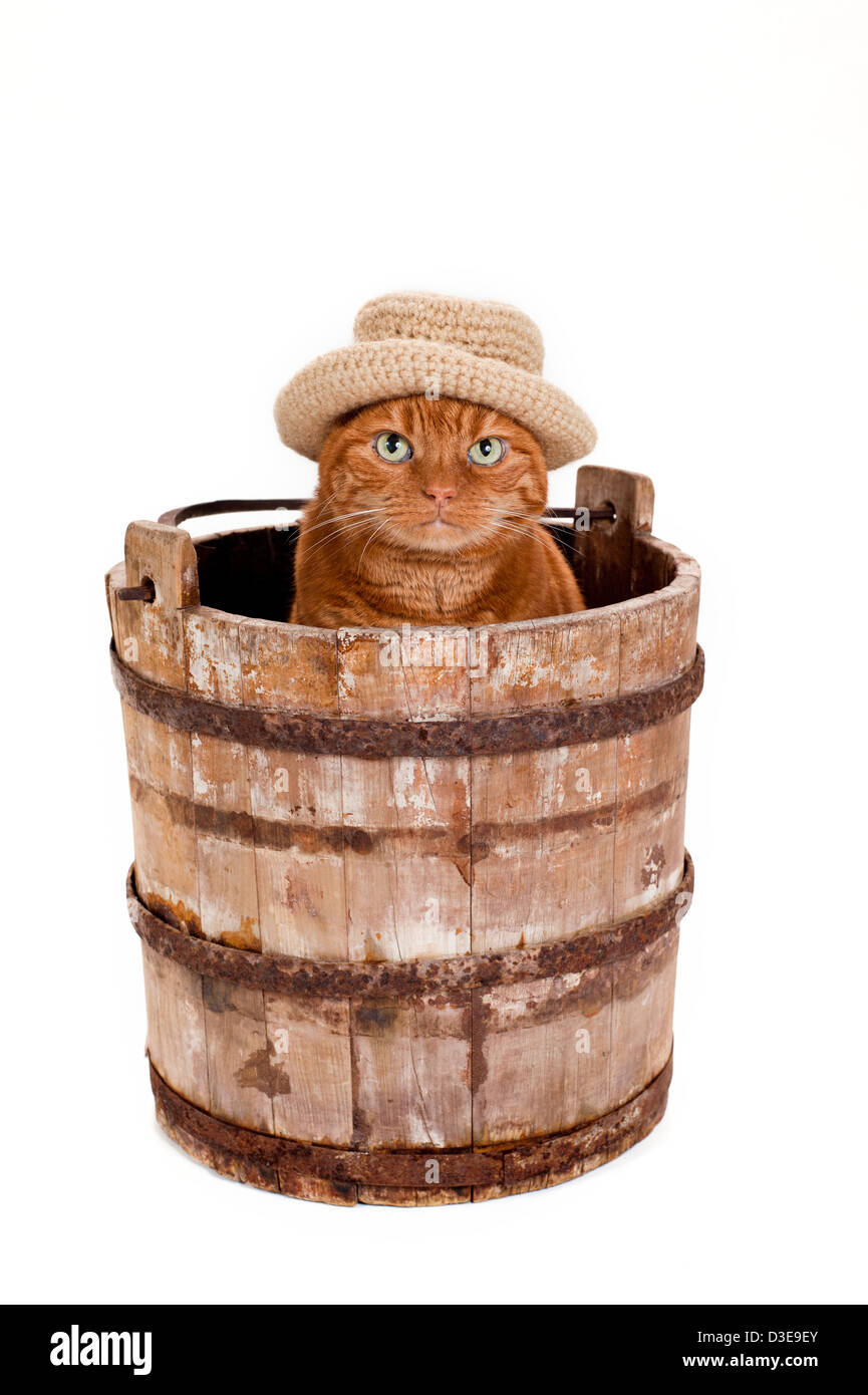 Orange Cat Wearing a Hat and Sitting in a Bucket Stock Photo