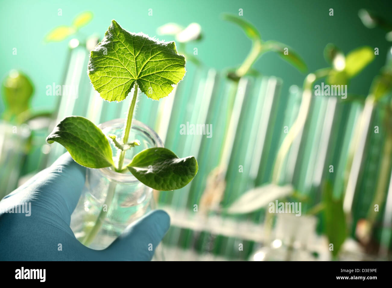 Hand in glove holding a test tube with plant Stock Photo