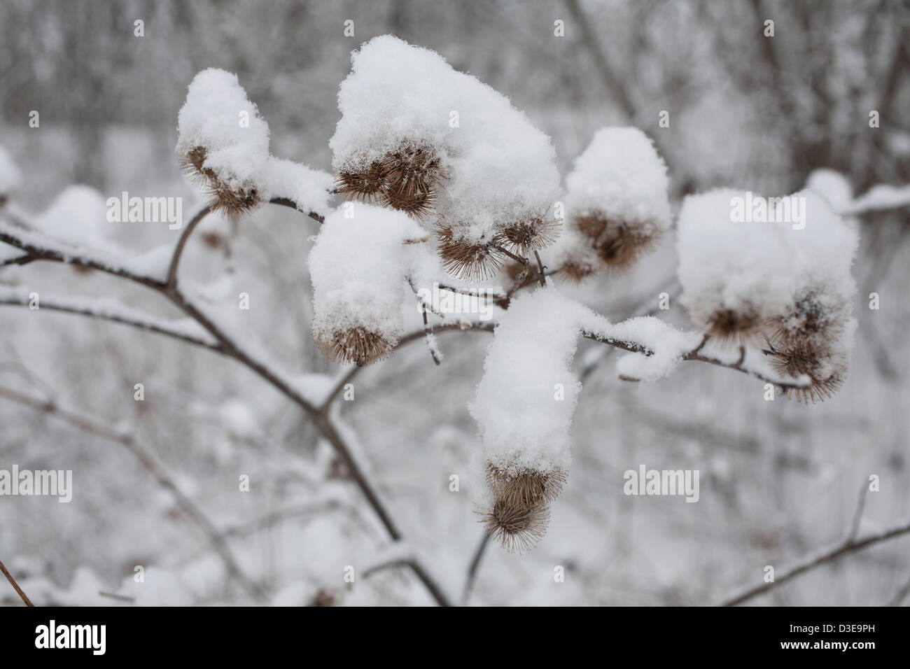 Cocklebur hi-res stock photography and images - Alamy