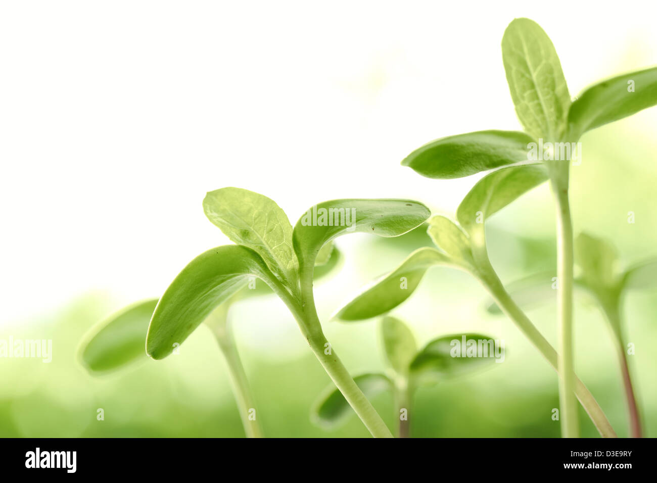 Young sprout in springtime,Closeup. Stock Photo