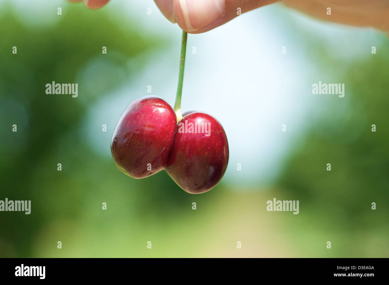 Cherry picking in the nature Stock Photo Alamy