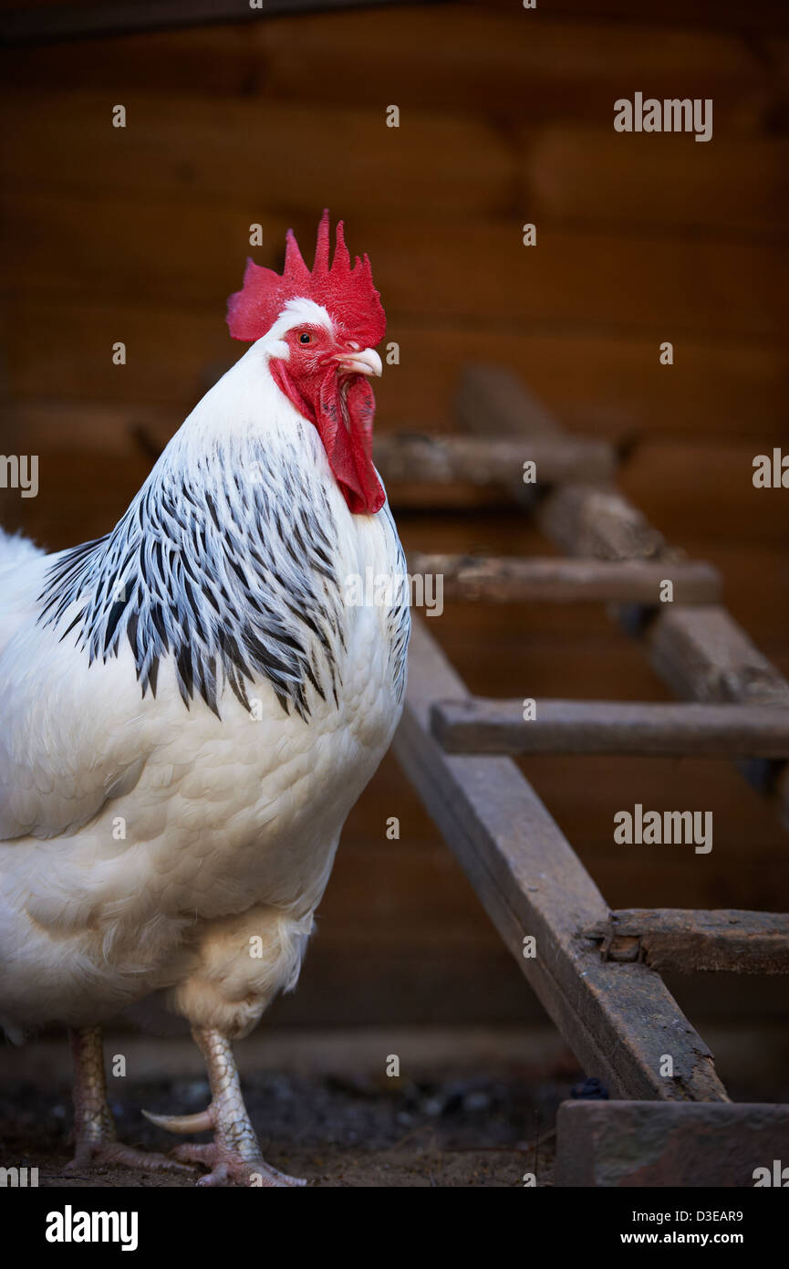 Sussex Rooster, Australia Stock Photo