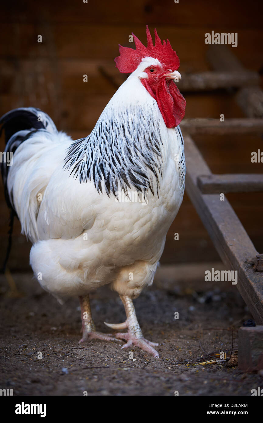 Sussex Rooster, Australia Stock Photo