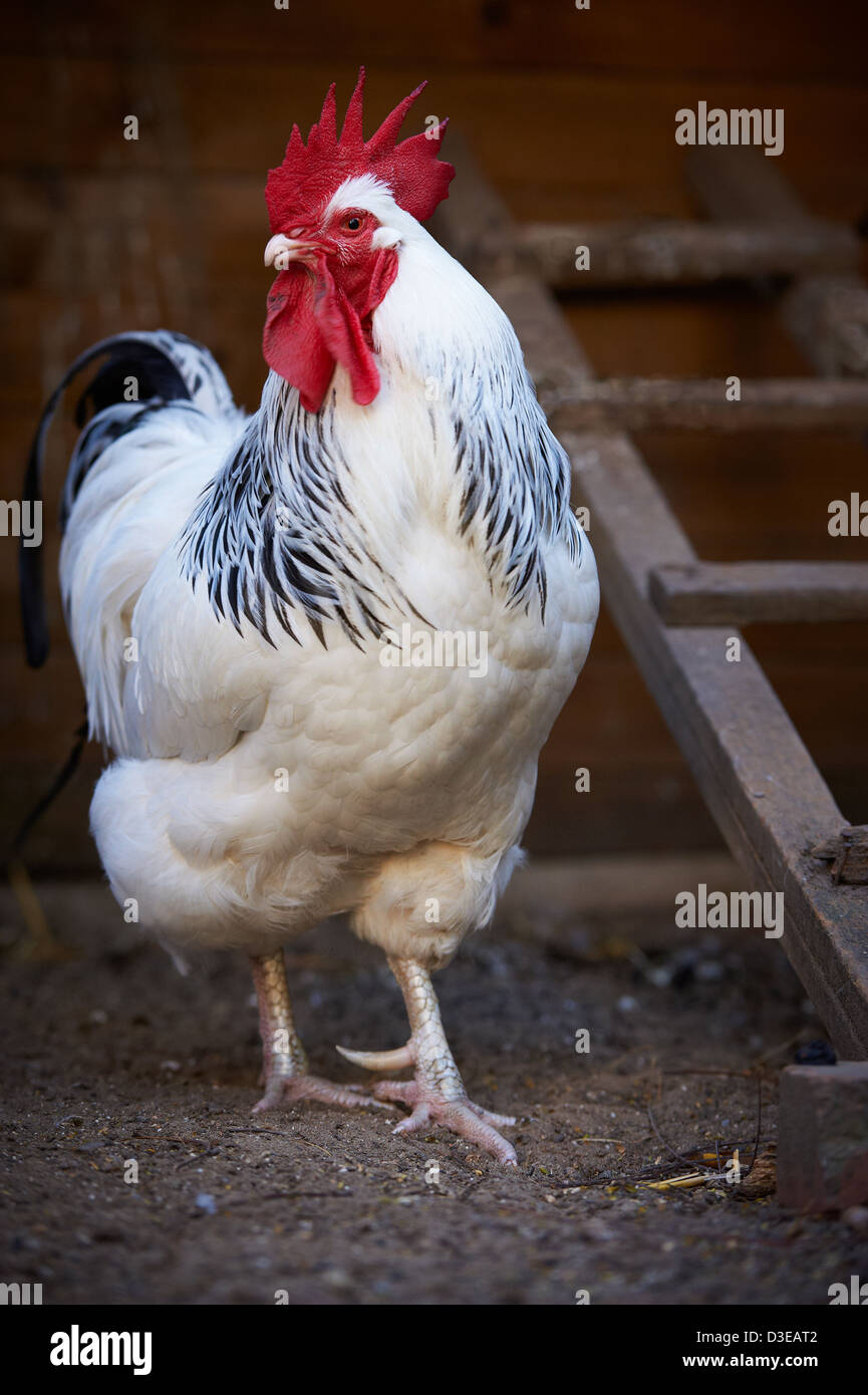Sussex Rooster, Australia Stock Photo