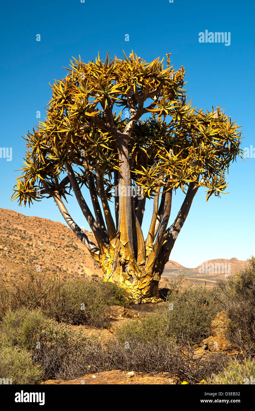 Giant Quiver tree, Kokerboom, Aloe dichotoma, Goegap nature reserve, Namaqualand, South Africa Stock Photo