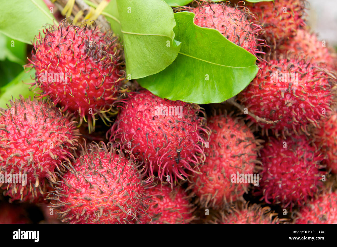 Rambutan is a kind of tropical fruit with a sweet flavor. Stock Photo