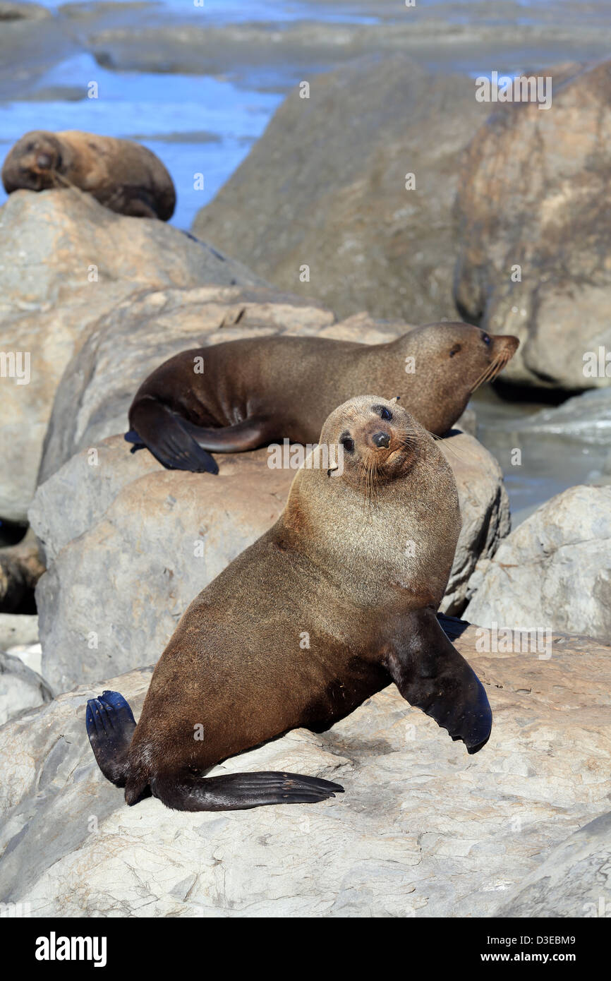 New Zealand fur seal (Arctocephalus forsteri) at Cape Palliser seal