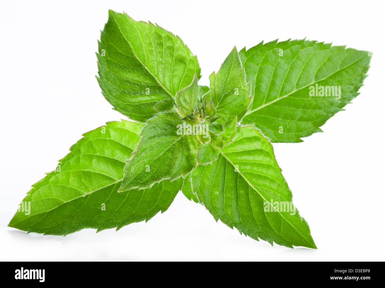 Leaves of mint isolated on white background. Stock Photo