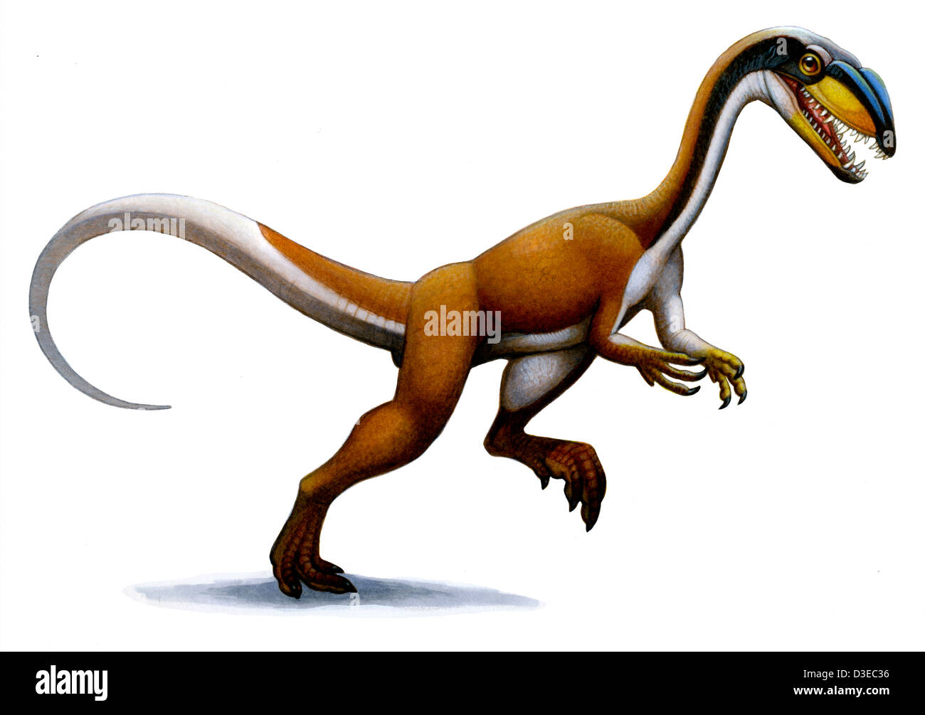 Megapnosaurus, a small dinosaur from the early Jurassic. Stock Photo