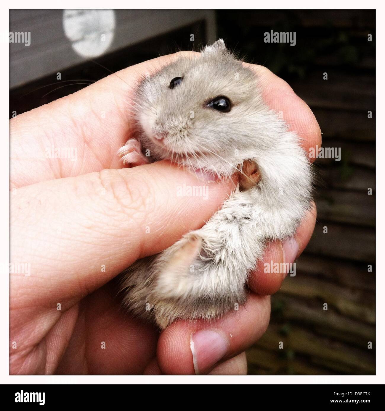 Djungarian hamster hotsell
