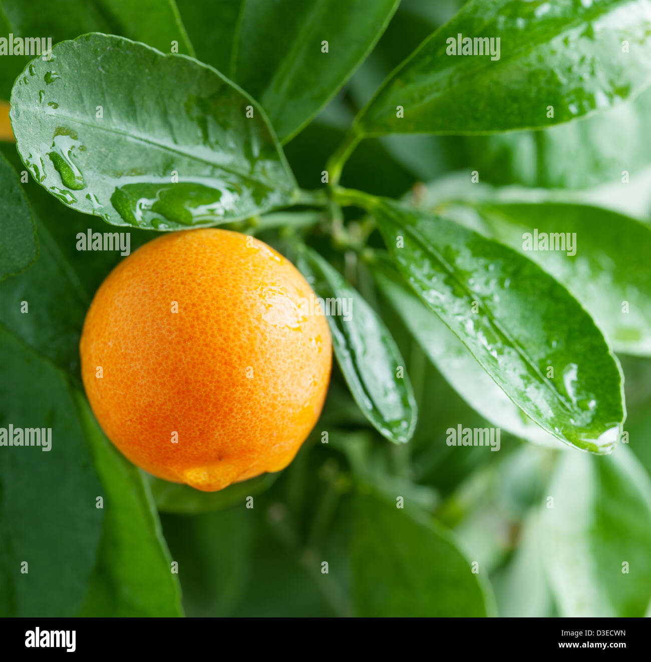 Mandarine mandarin tangerine hires stock photography and images Alamy