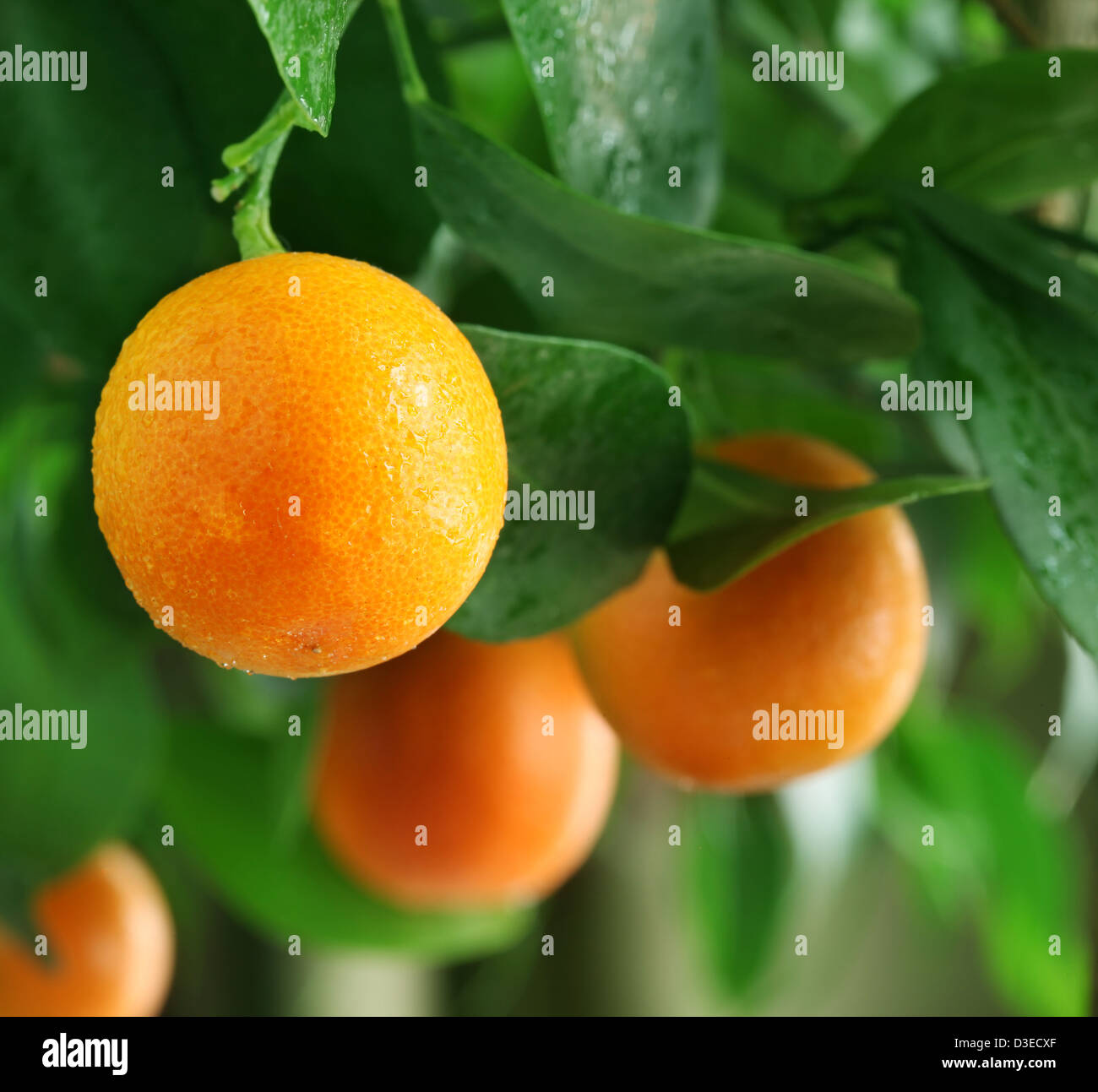 Tangerines on a citrus tree close up. Stock Photo