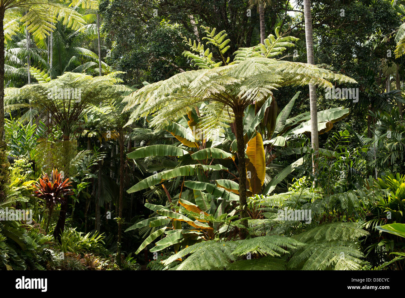 Botanical garden in Cairns, Queensland, Australia Stock Photo