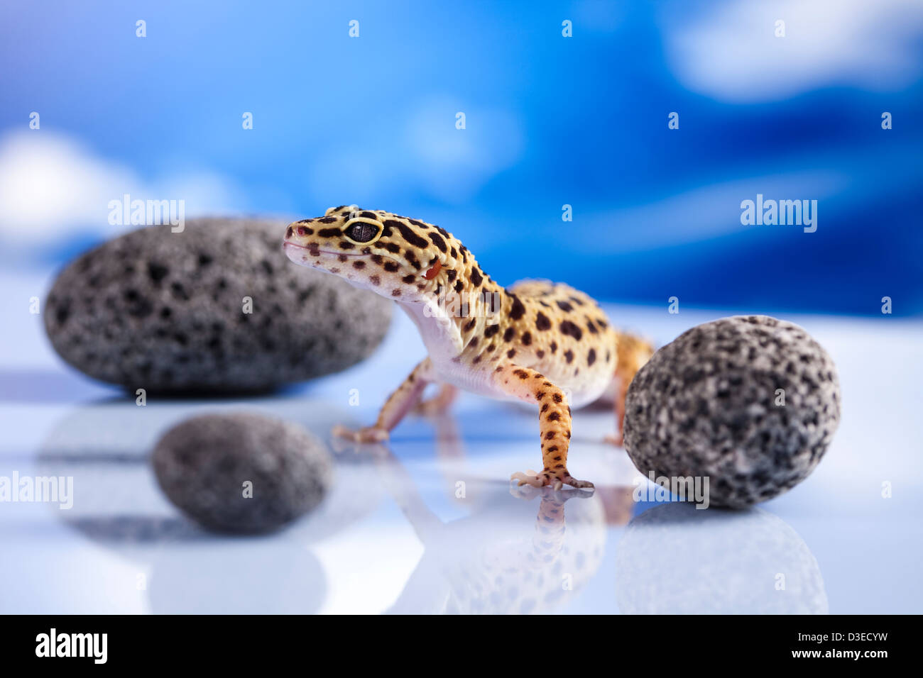 Gecko and stone Stock Photo Alamy