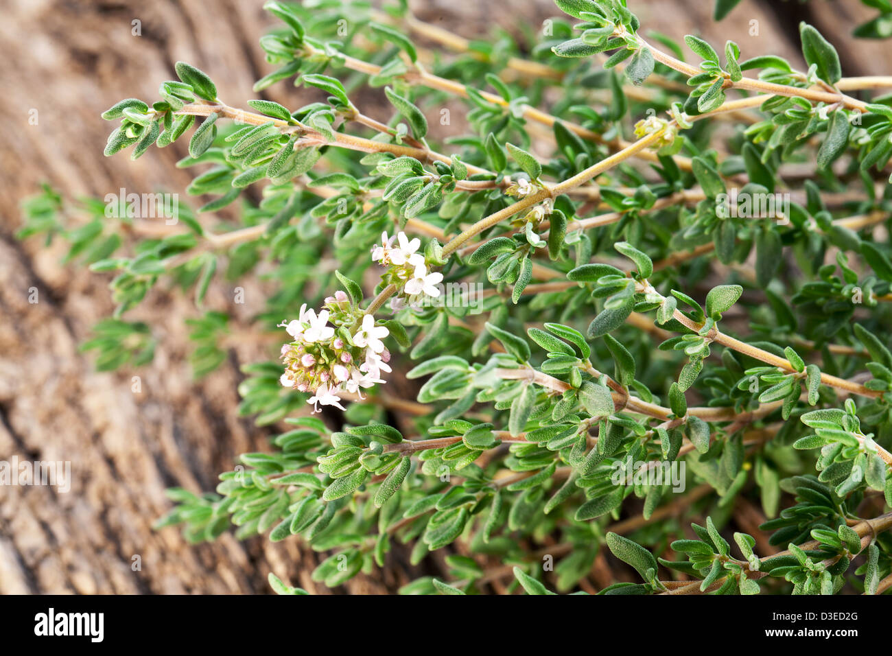 Thyme plant hires stock photography and images Alamy
