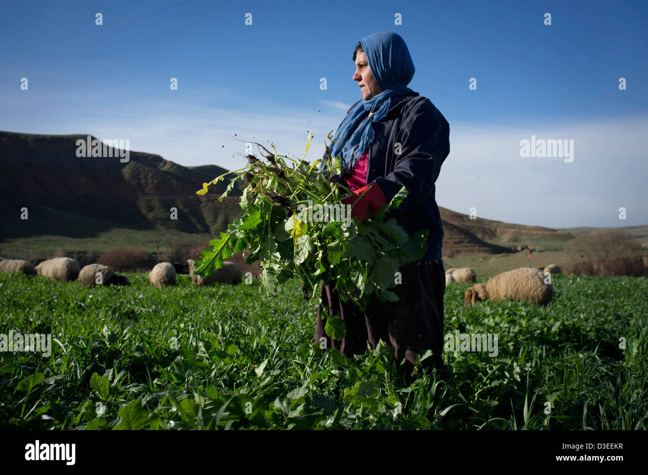 A woman picks radish crops on land cleared of landmines in Dalo village, near Chamchamal, Kirkuk Governorate, Iraq Stock Photo