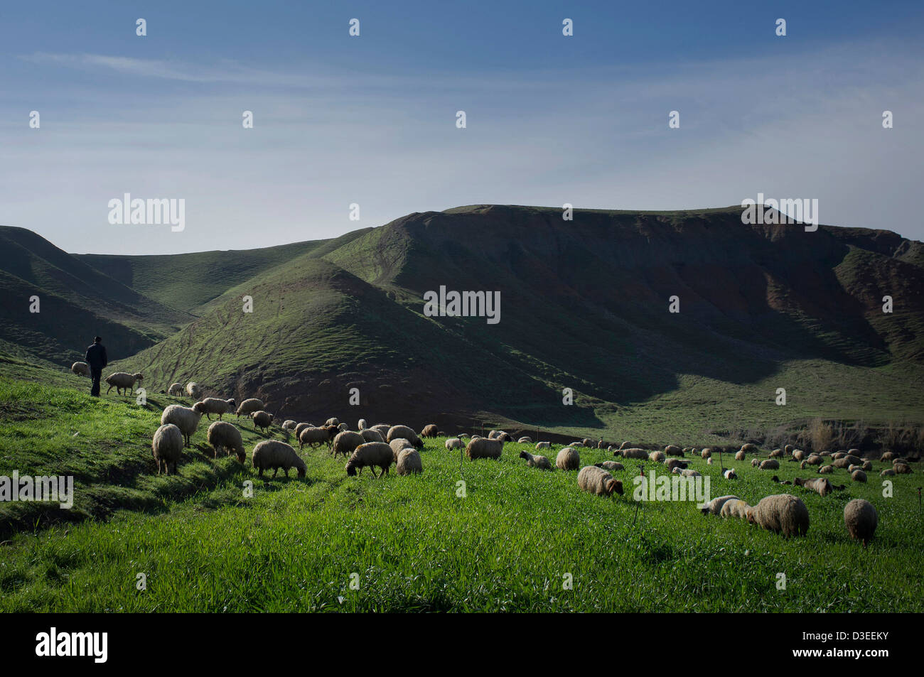 A young shepherd tends to sheep in Iraq. Stock Photo