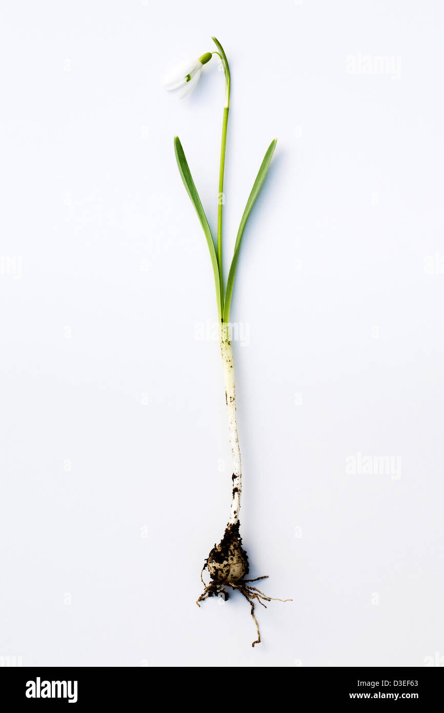 Galanthus nivalis. A single snowdrop on a white background showing flower, leaves, stem, bulb and roots. Stock Photo