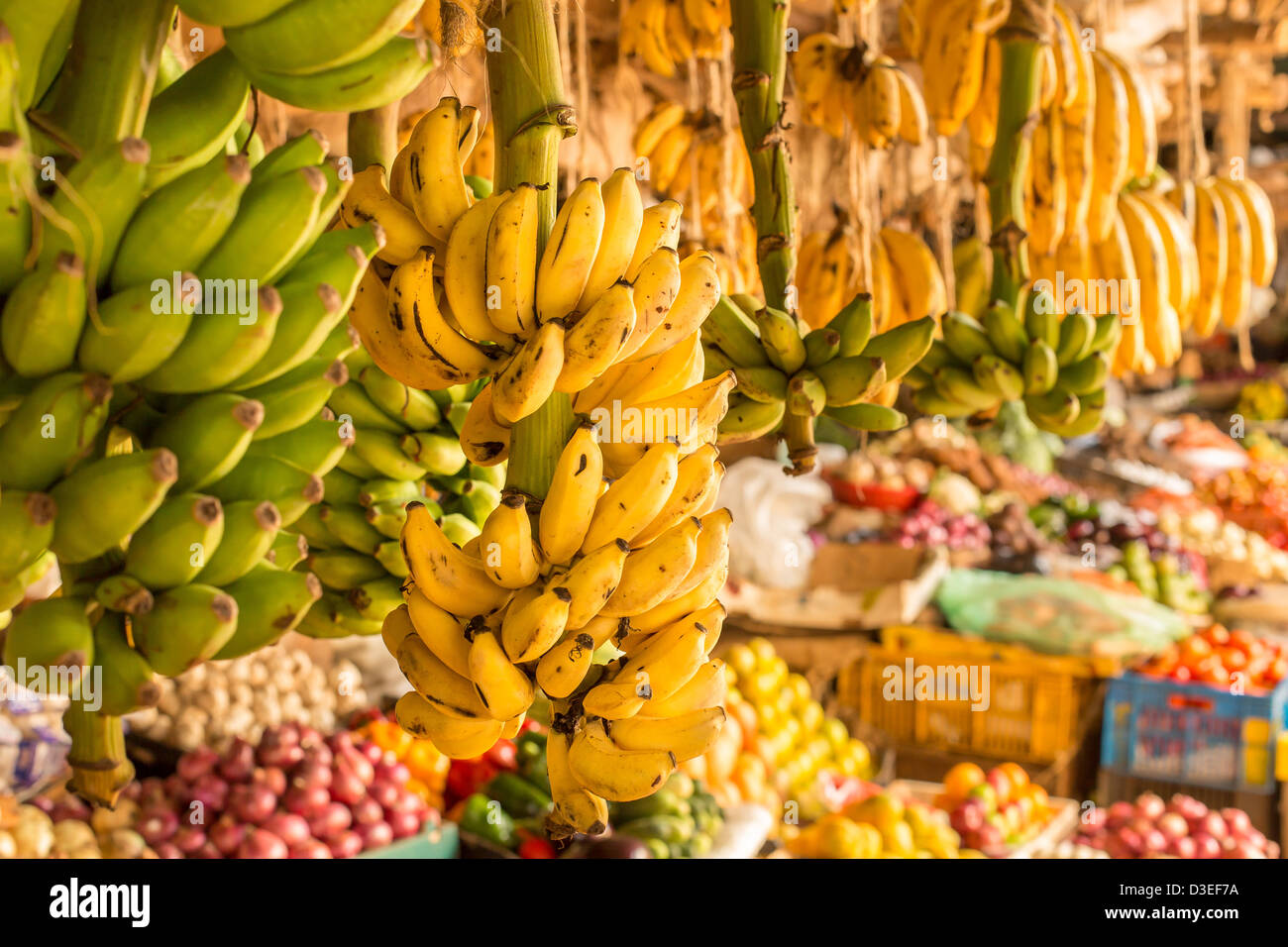 Ripe and green banana bunch hanging at a local fruit and vegetable
