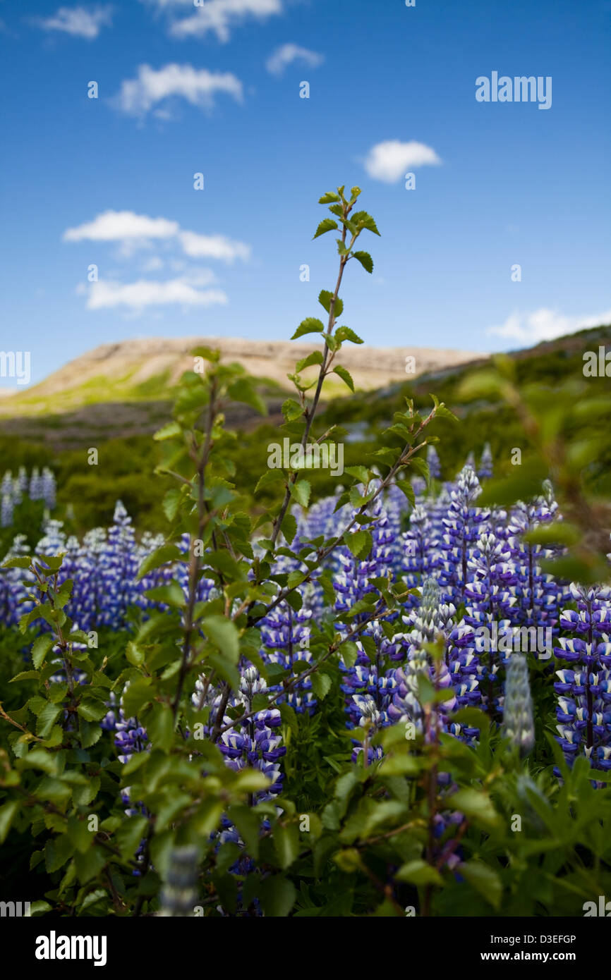 Iceland flowers , mountain Stock Photo Alamy