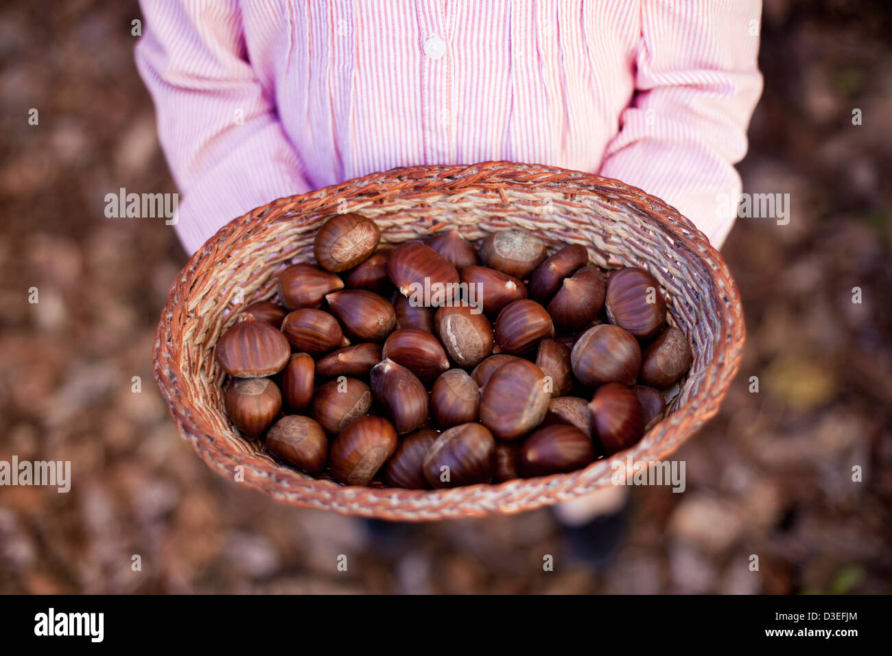 Girl with a basket full of chestnuts in an autumn background Stock Photo