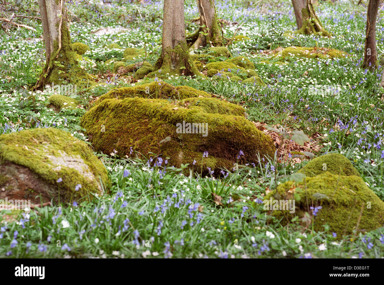 Moss covered boulders with blue bells and wood anemones in Bigsweir Woods Forest of Dean UK