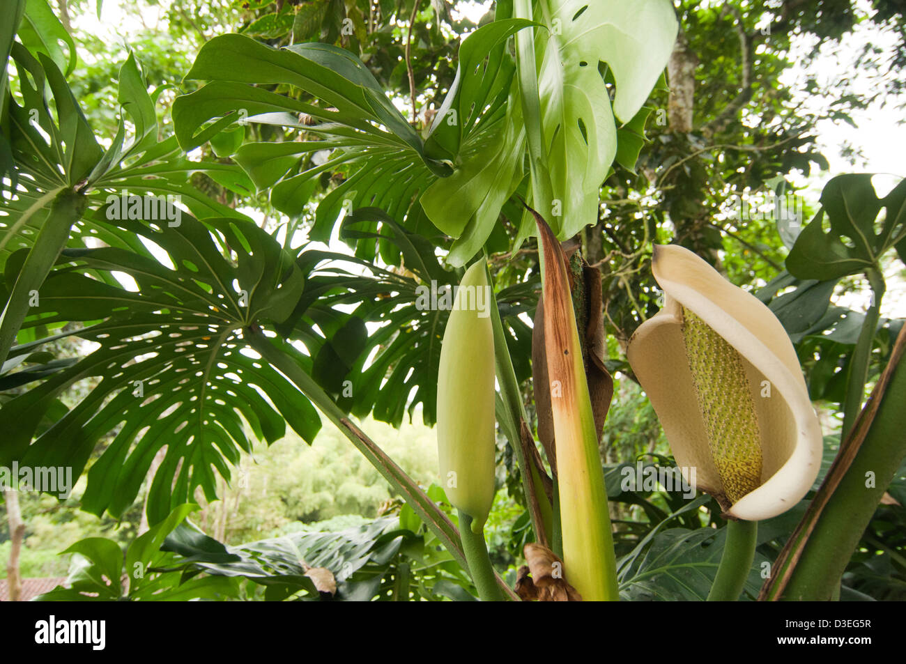 tropical vegetation Stock Photo