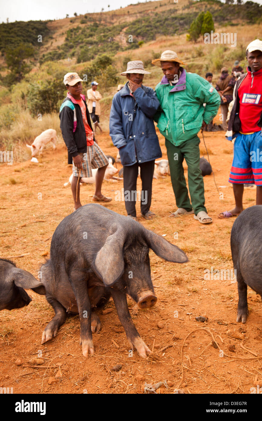Madagascar, Sahanivotry, roadside pig market, buyers inspecting