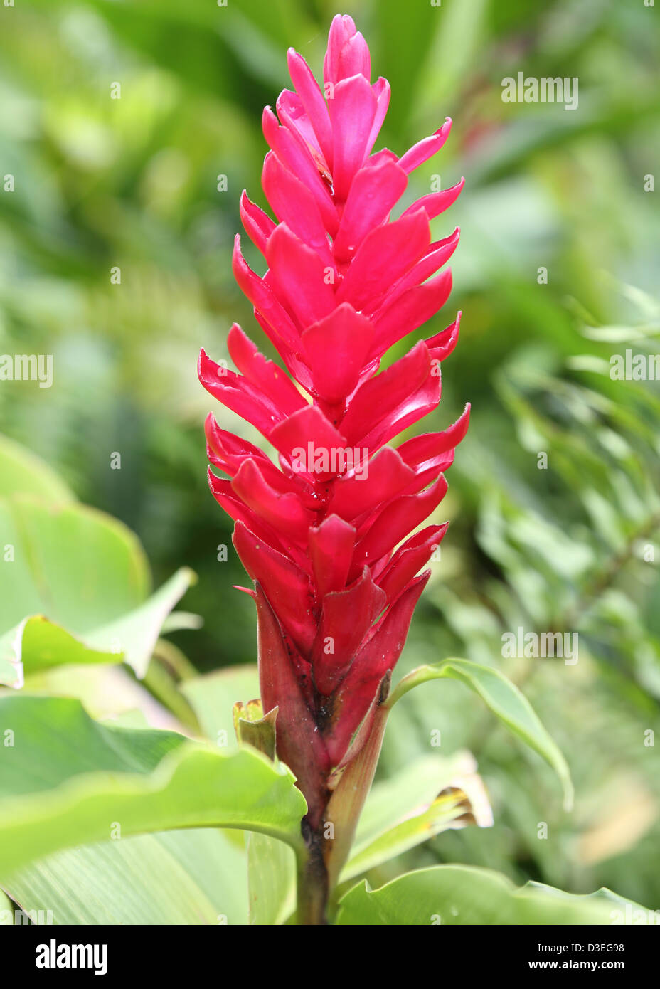 RED GINGER PLANT,BARBADOS Stock Photo