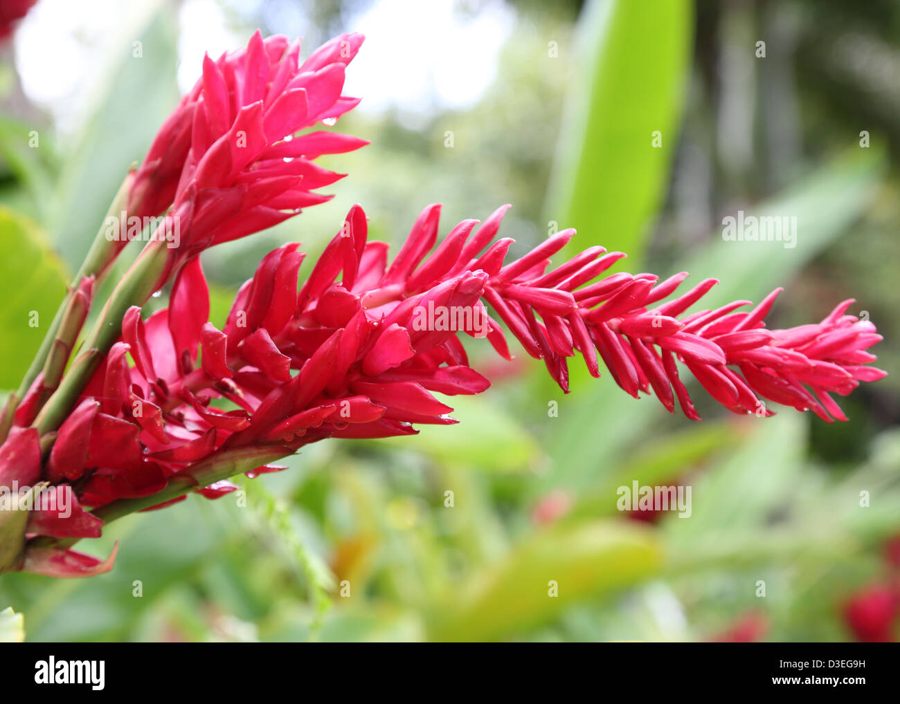 RED GINGER PLANT,BARBADOS Stock Photo
