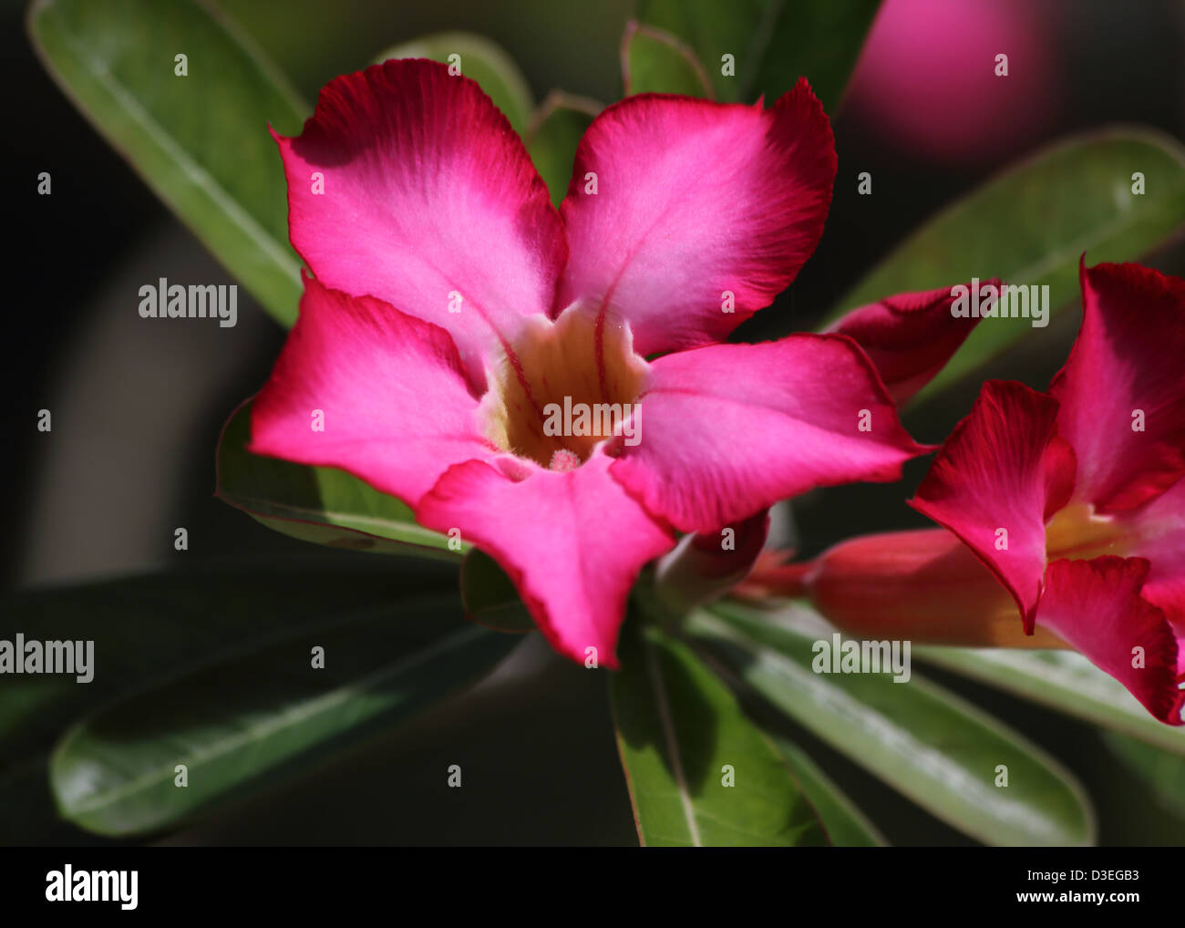 TROPICAL CARIBBEAN FLOWERS,BARBADOS Stock Photo