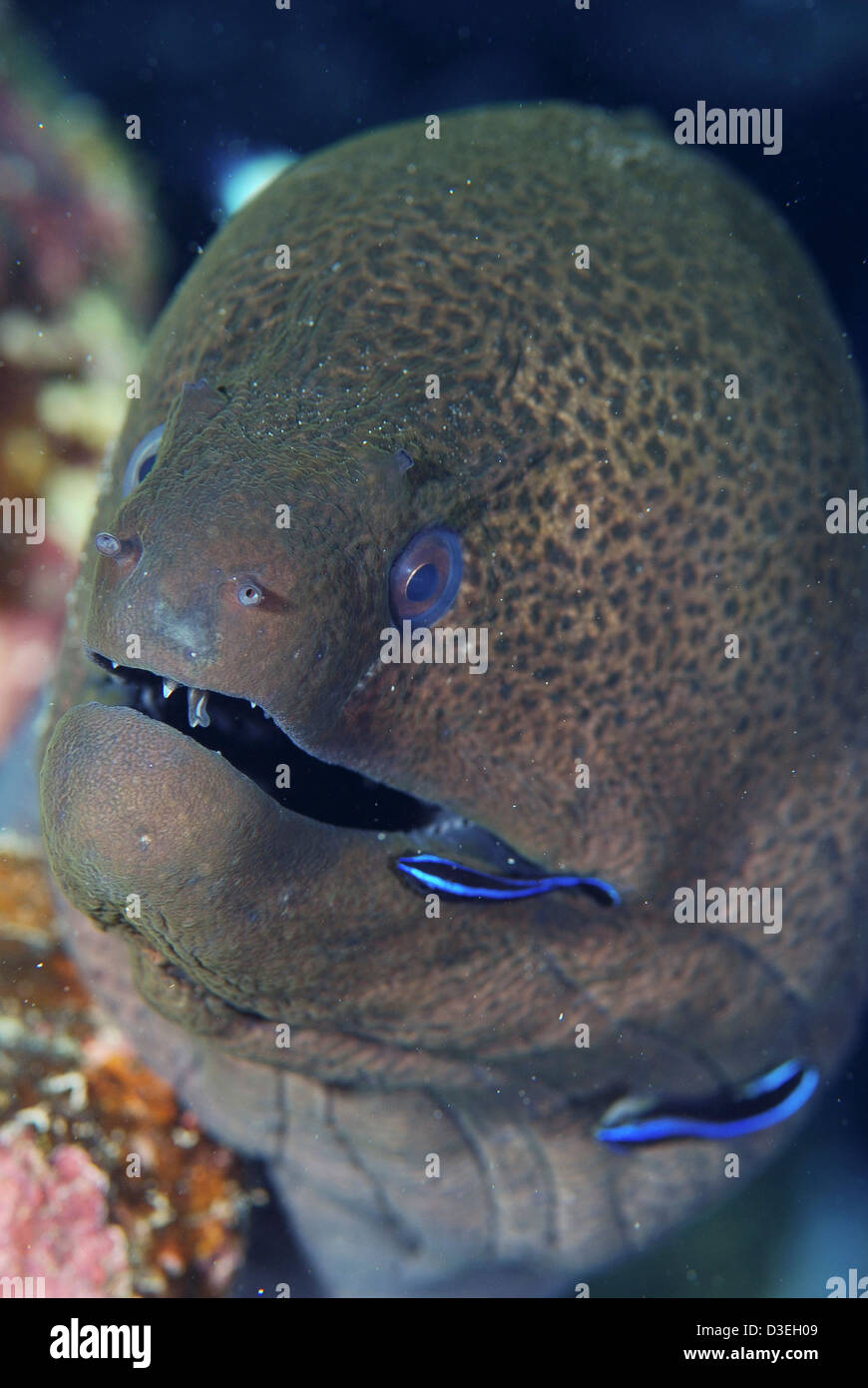 Giant moray (Gymnothorax javanicus) with cleaner fish (Labroides dimidiatus). Marsa Alam. Res Sea (Egypt) Stock Photo