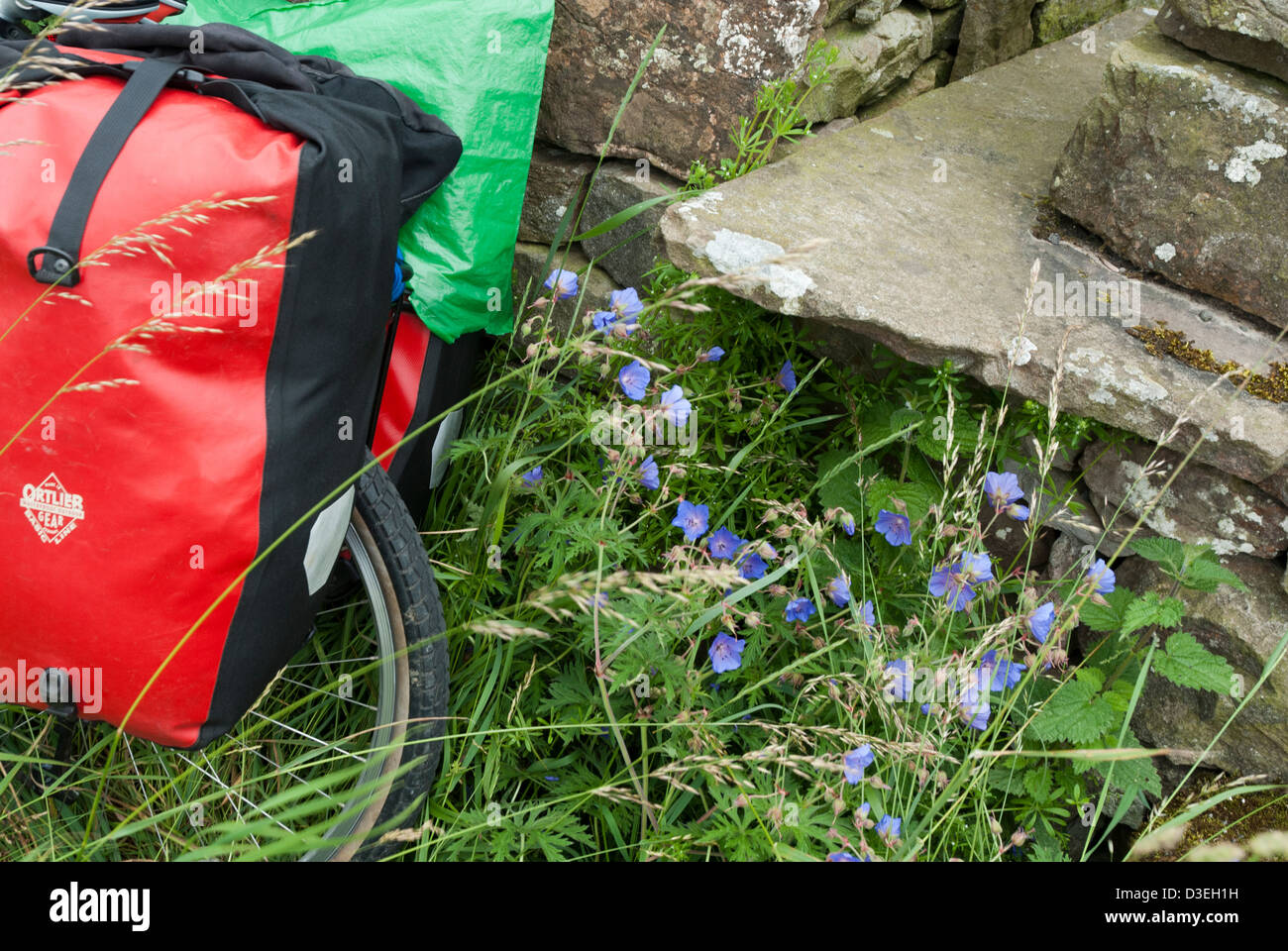 Cycle pannier and blue wild flowers beside dry stone wall, Wensleydale, Yorkshire Dales National Park, England Stock Photo