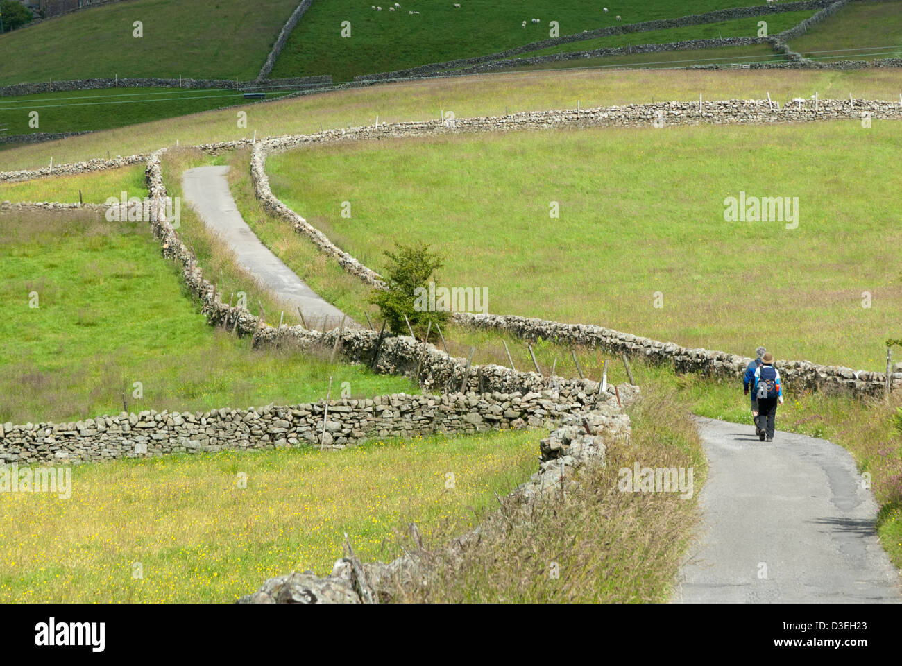 Rambling between dry stone walls in Wensleydale on the descent into Hawes, Yorkshire Dales National Park, England Stock Photo