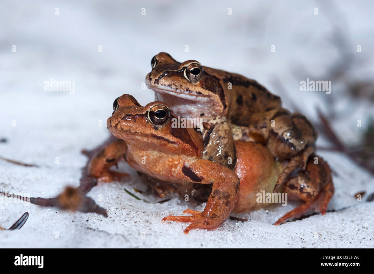 Coupling Common frogs (Rana temporaria) in a semi frozen little