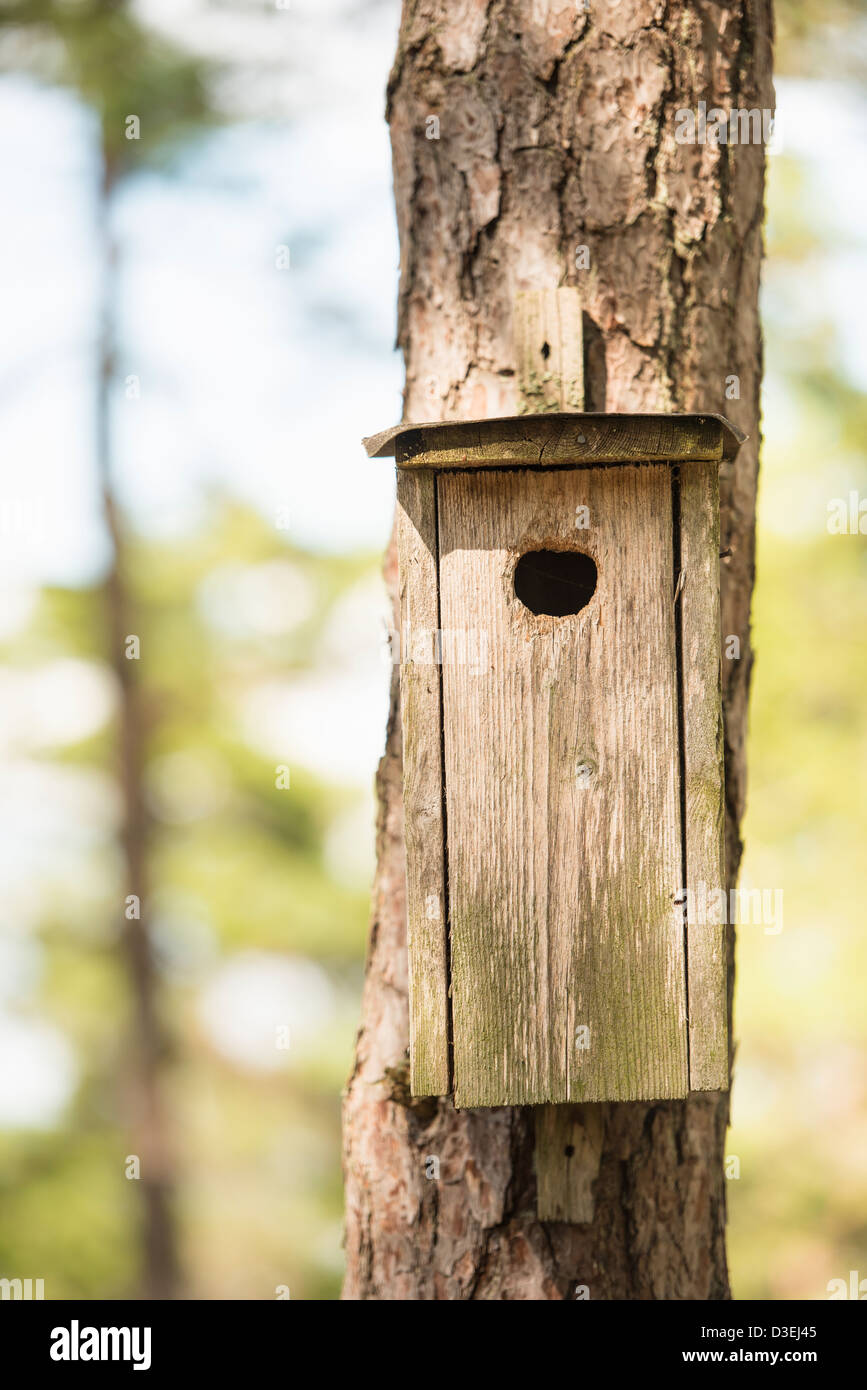 Closeup of birdhouse on pine tree trunk in forest Stock Photo