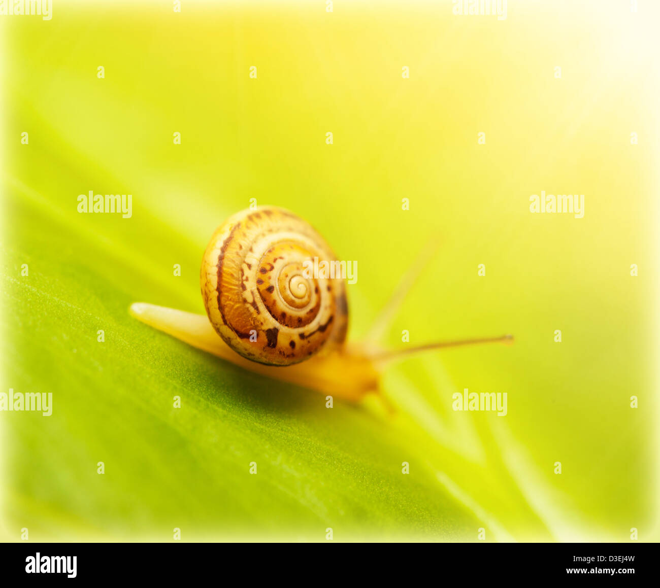 Image of cute little snail on fresh green leaf in the park in sunny day ...