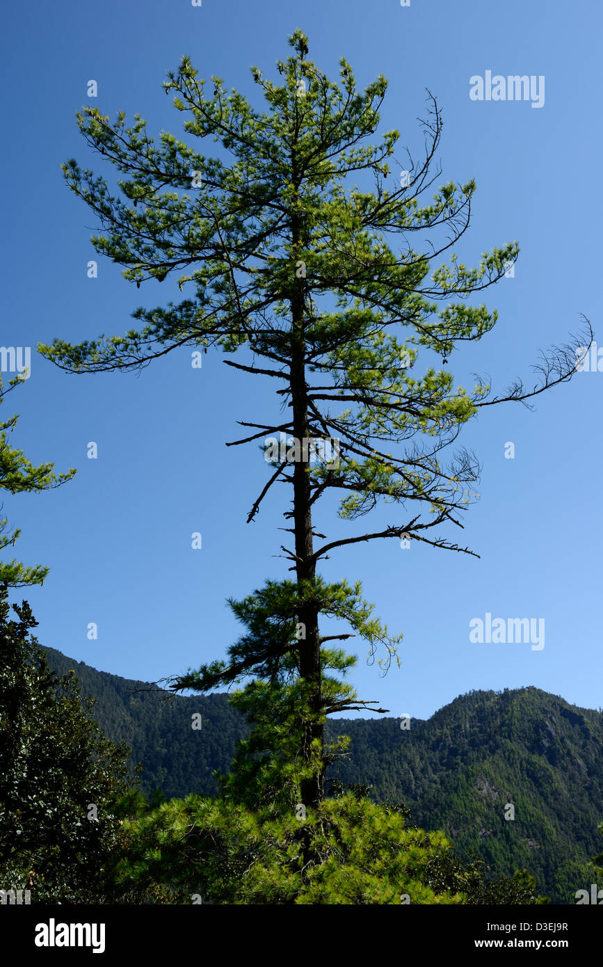 Tigers nest monastery,3140m,tree against blue sky and mountains,Stunning views,Bhutan,36MPX,HI-RES Stock Photo